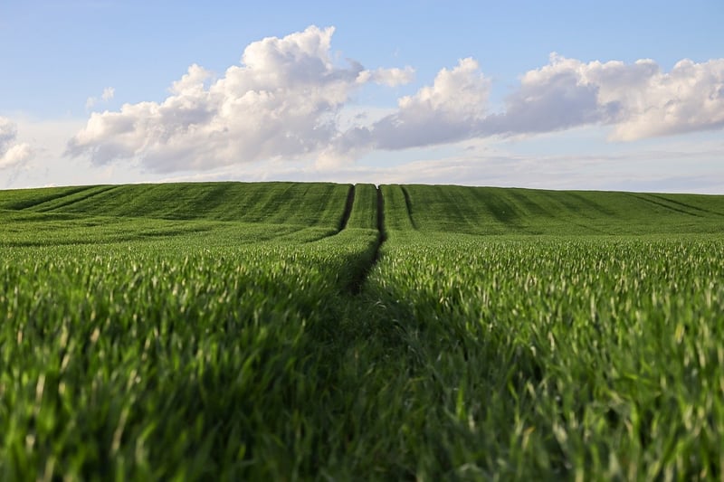 Vertical Vegetable Garden